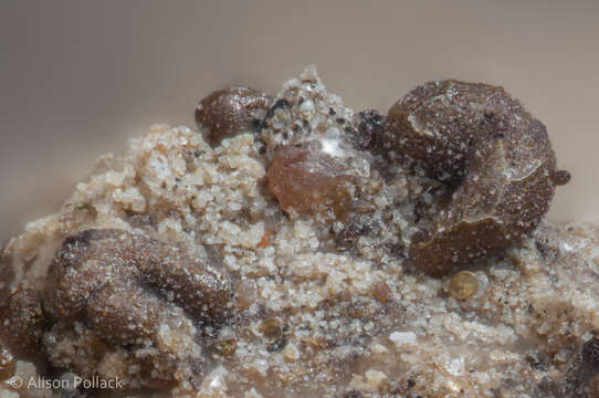 Image of Licea succulenticola Mosquera, Lado, Estrada & Beltrán-Tej. 2003