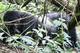 Image of Mountain Gorilla