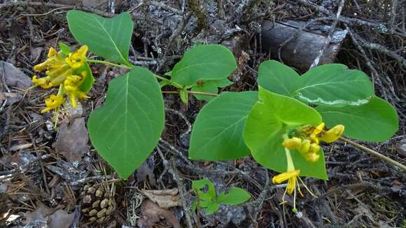 Imagem de Lonicera hirsuta Eat.