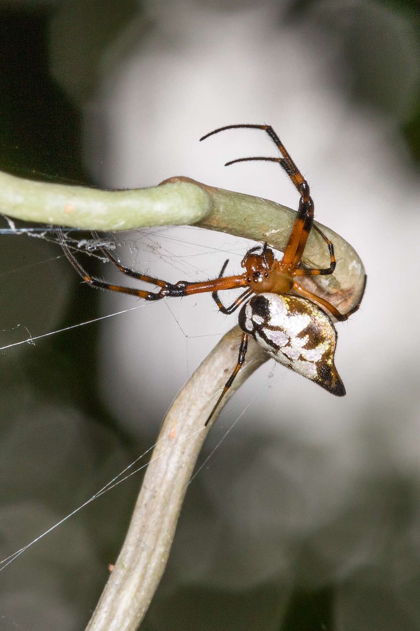 Image of Leucauge medjensis Lessert 1930