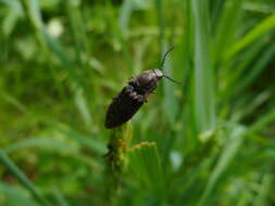 Image of Actenicerus sjaelandicus (Müller 1764)