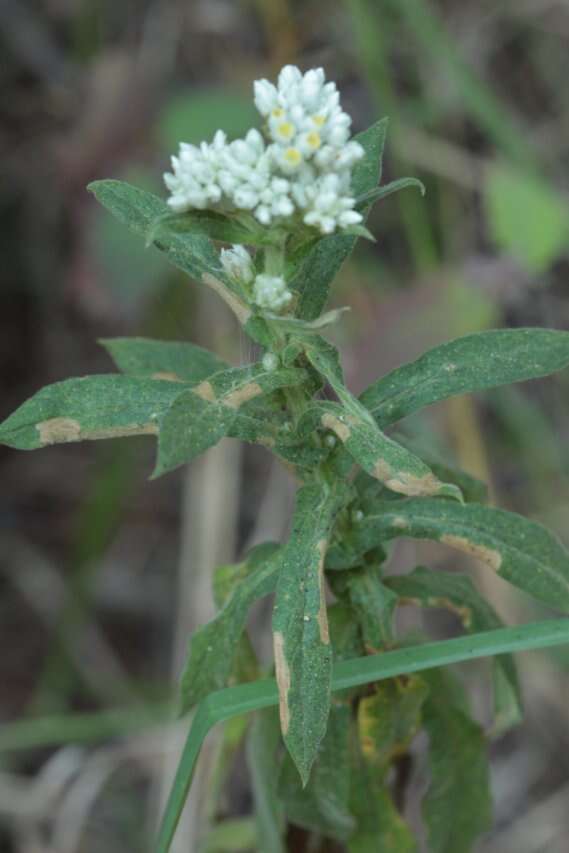 Слика од Pseudognaphalium chartaceum (Greenm.) A. A. Anderberg