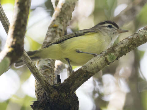 Imagem de Vireo leucophrys (Lafresnaye 1844)