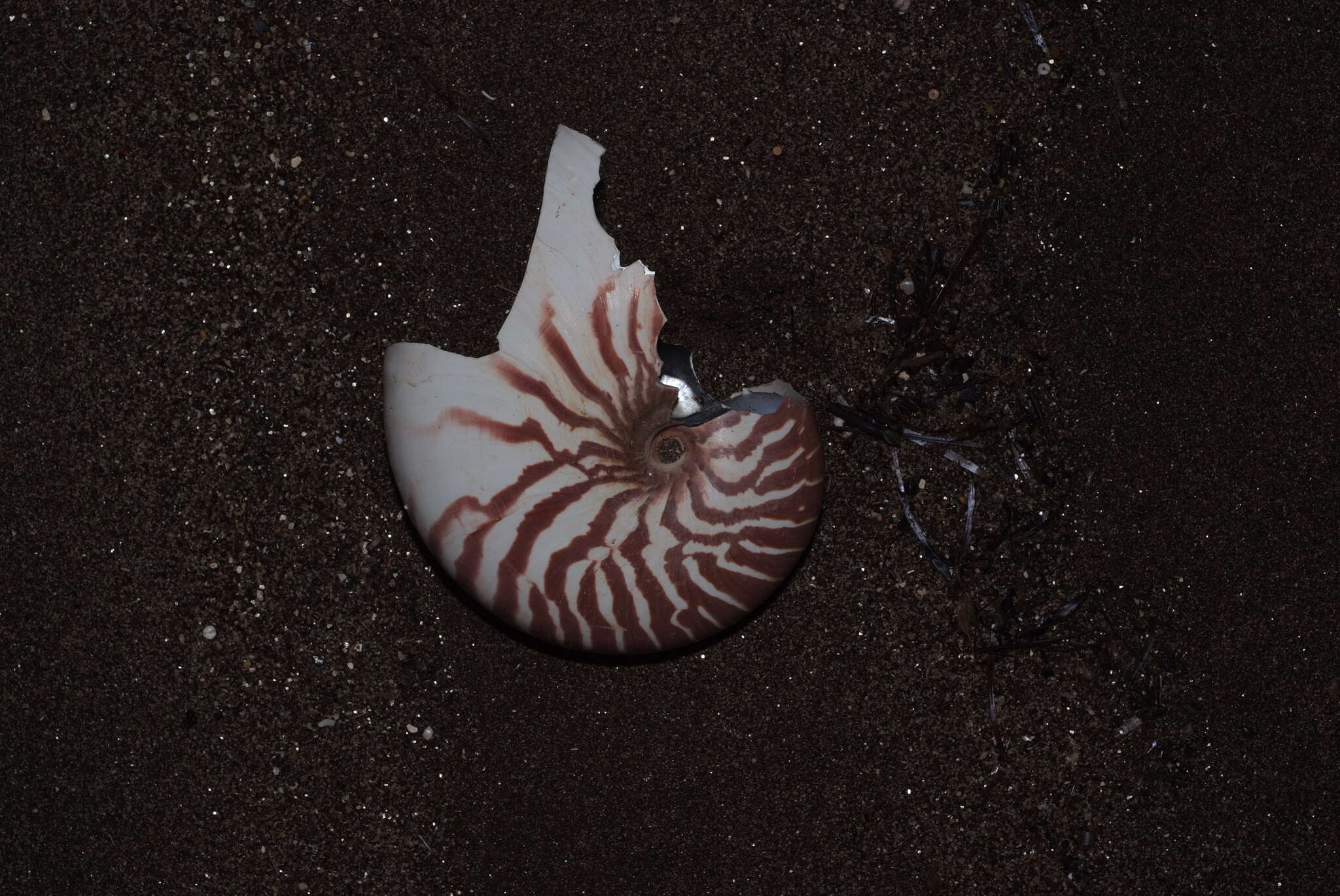 Nautilus macromphalus G. B. Sowerby II 1849 resmi