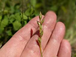 Image of whitescale sedge