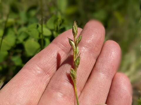 Sivun Carex xerantica L. H. Bailey kuva