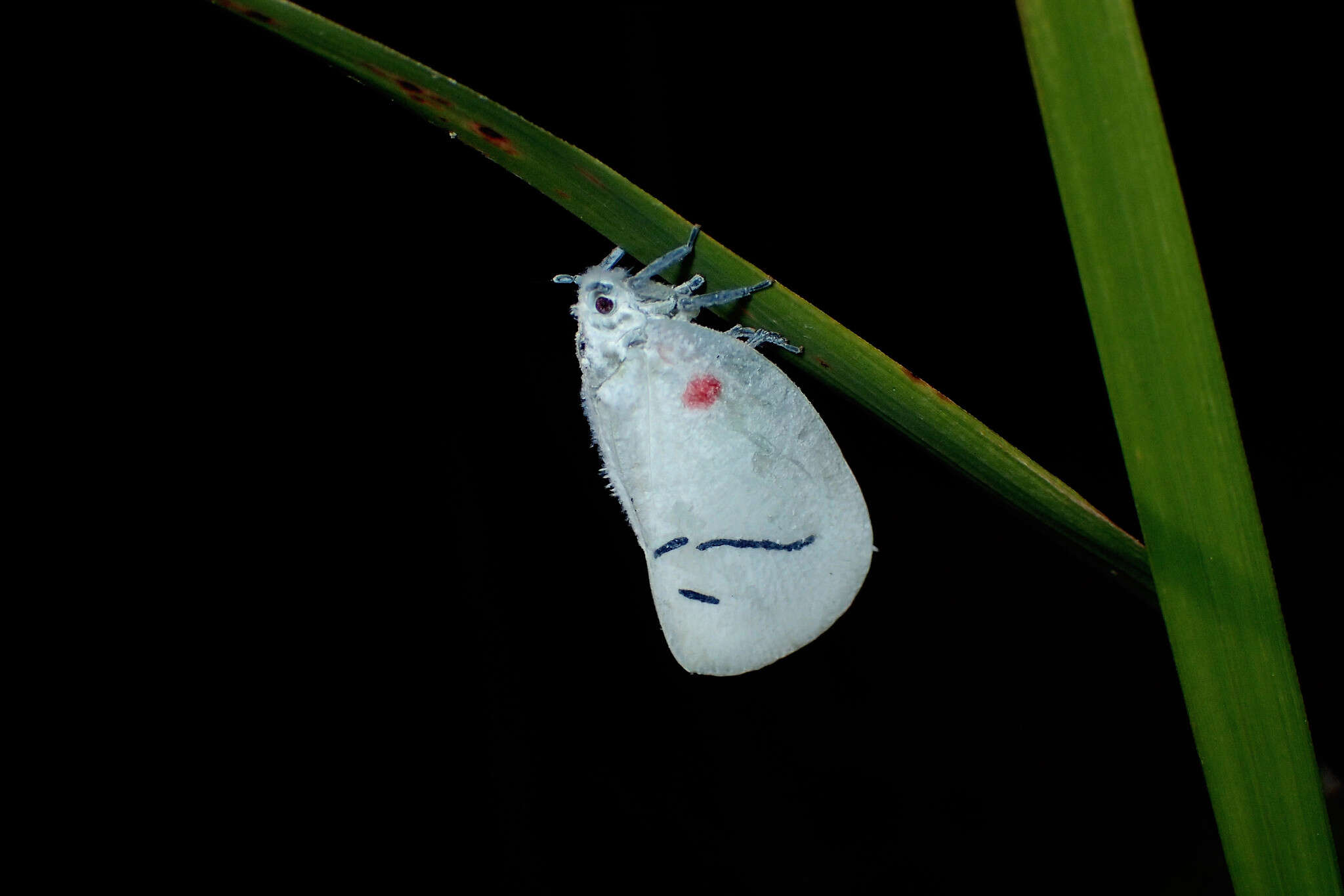 Image of Cerynia maria (White 1846)