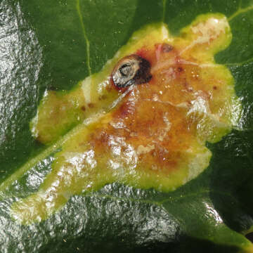 Image of European Holly Leafminer