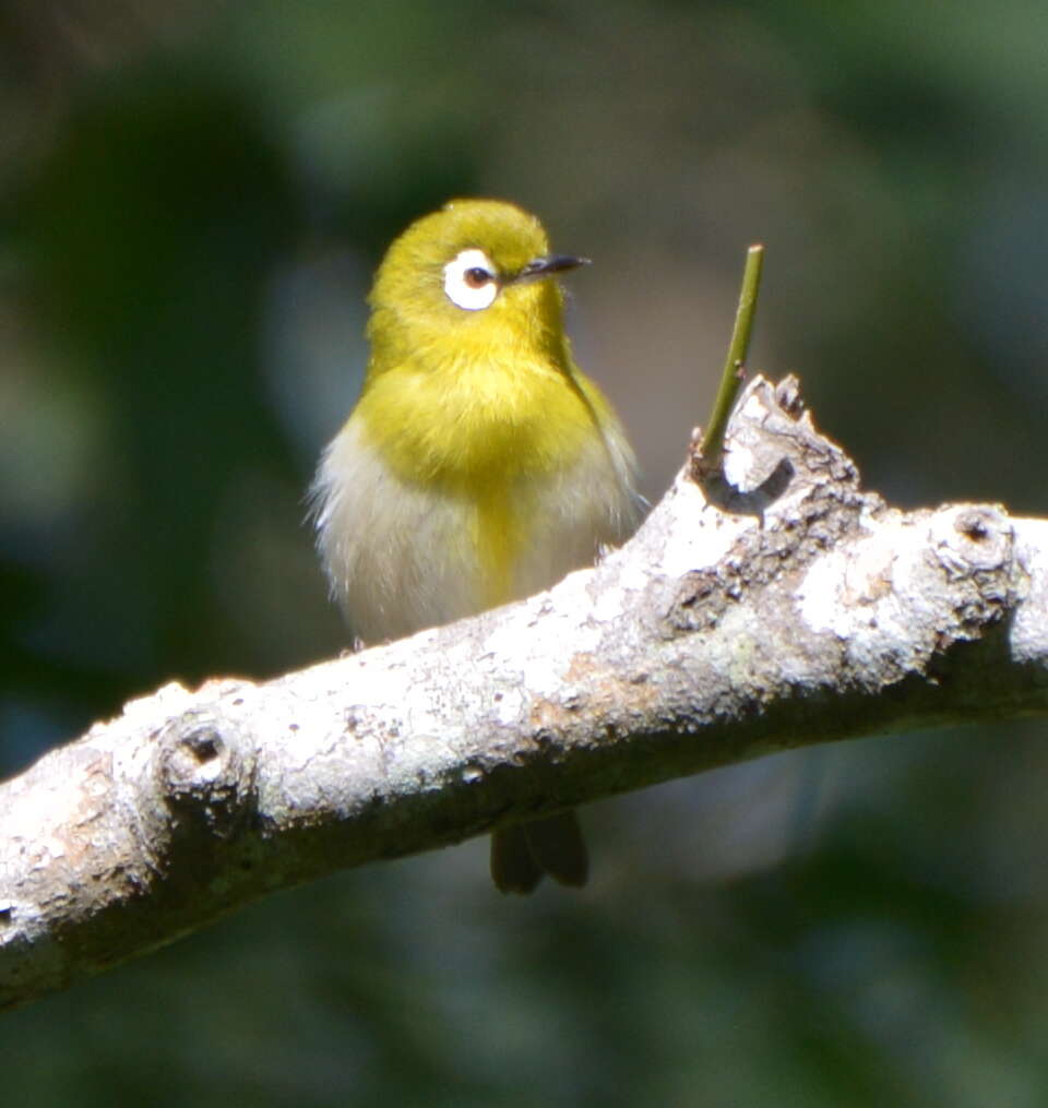 Image of Green-backed White-eye