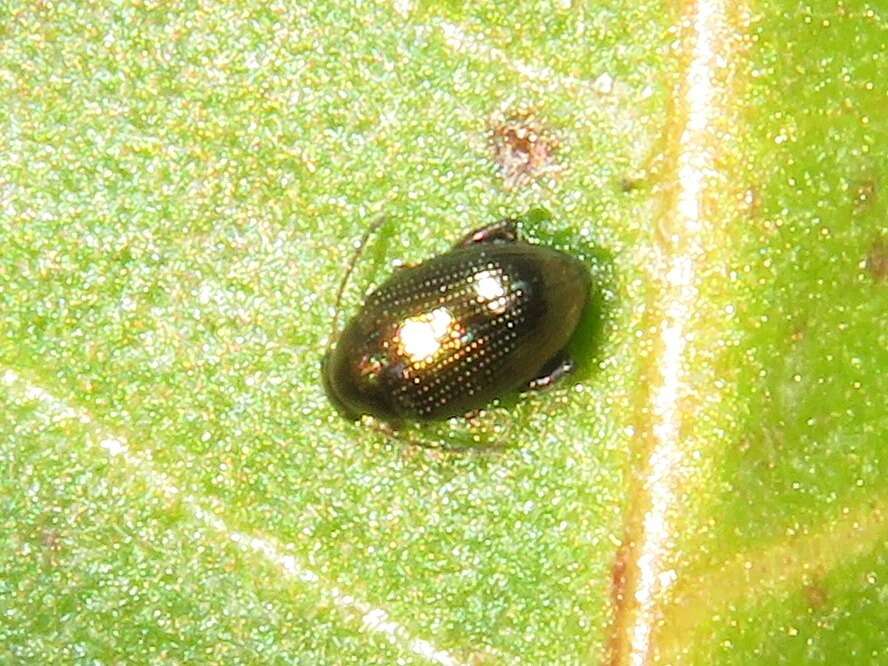 Image of beet flea beetle