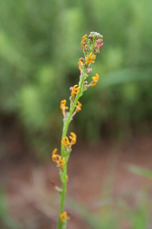 Image of Manulea parviflora Benth.