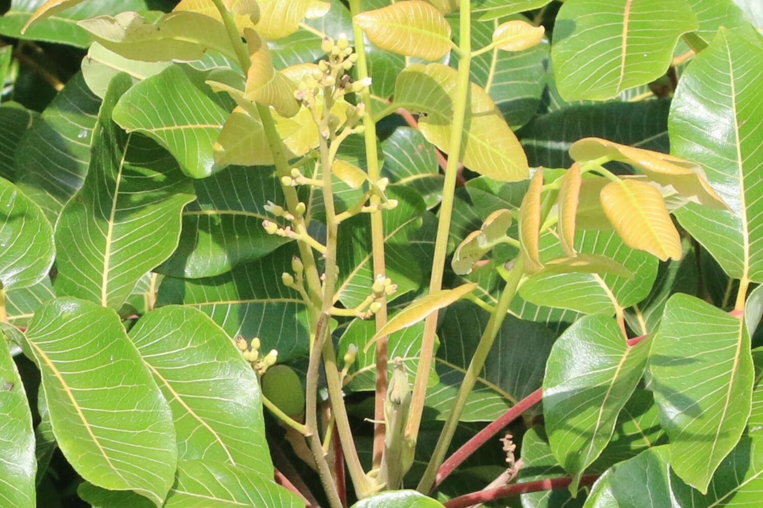 Image of island white beech