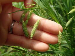 Plancia ëd Carex dimorpholepis Steud.