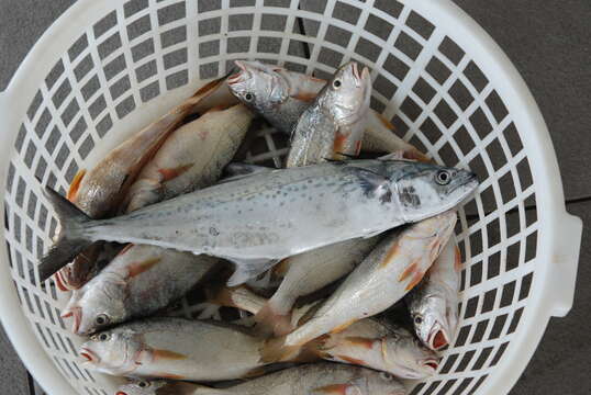 Image of Indian Spanish Mackerel