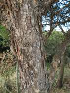 Image of Vachellia sieberiana (DC.) Kyal. & Boatwr.