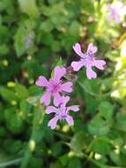 Silene aegyptiaca (L.) L. fil.的圖片