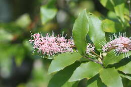 Image of Macadamia ternifolia F. Müll.