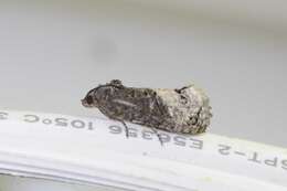 Image of Locust Twig Borer Moth