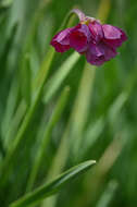 Image of Allium narcissiflorum Vill.