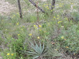 Image of twistleaf yucca
