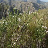 Image of Pointy Blombush
