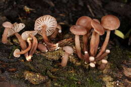 Marasmiellus praeacutus (Ellis) Halling 1987 resmi