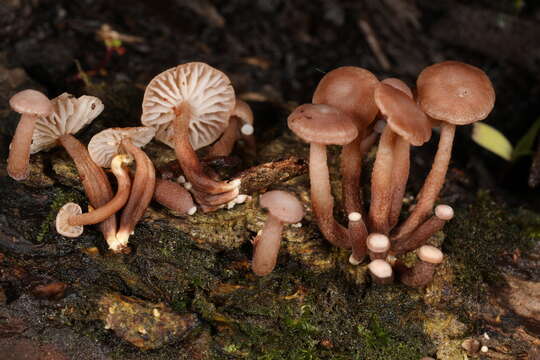 Plancia ëd Marasmiellus praeacutus (Ellis) Halling 1987