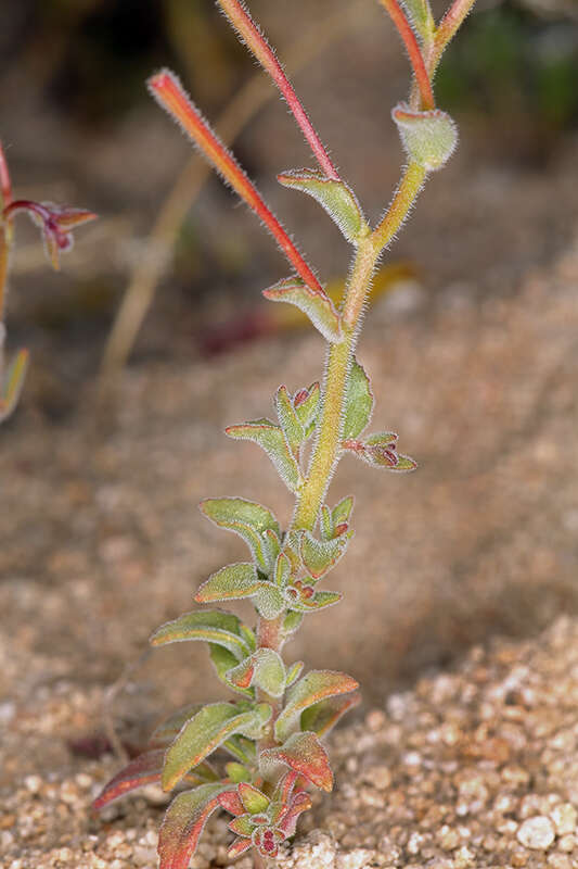 Image of Camissonia kernensis subsp. kernensis