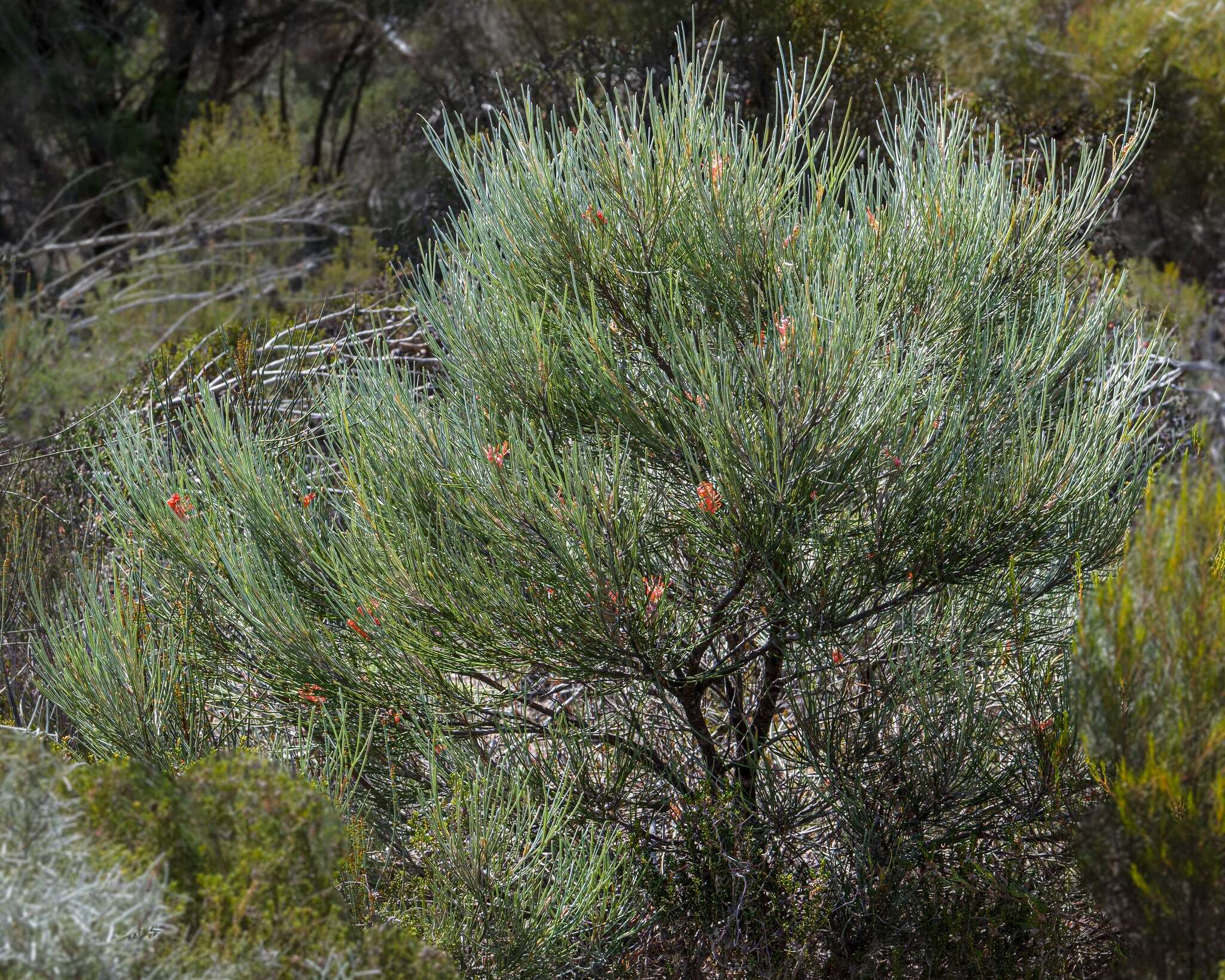 Imagem de Grevillea cagiana Mc Gill.