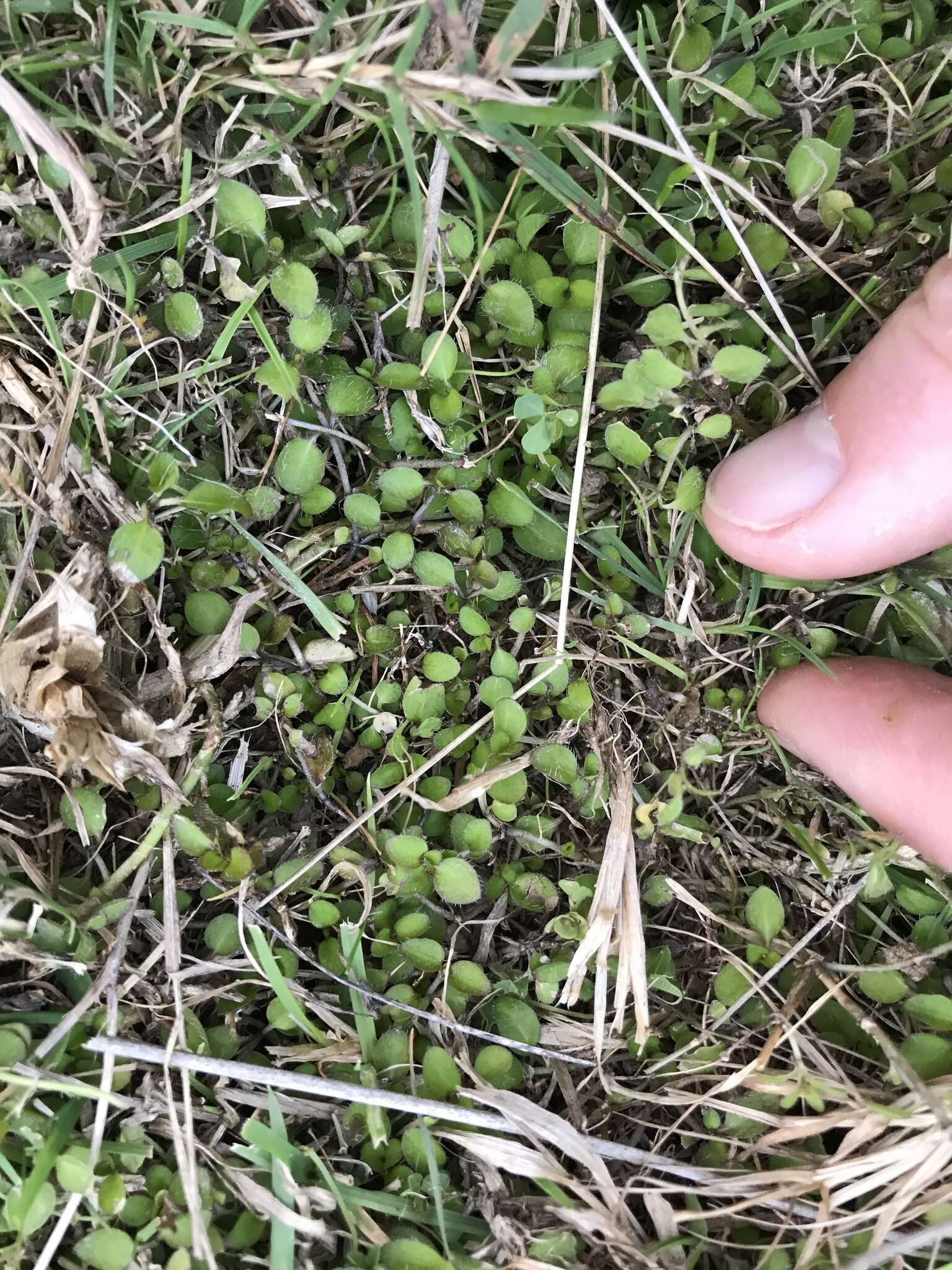 Image of Leptostigma setulosum (Hook. fil.) Fosberg