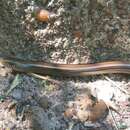 Image of Middle worm lizard
