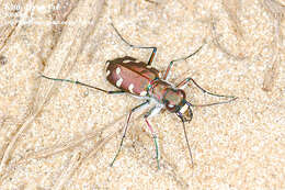 Image of Cicindela (Cicindela) transbaicalica Motschulsky 1844