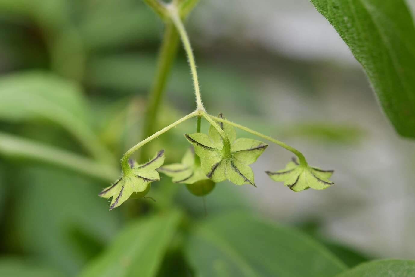 Sivun Jaltomata procumbens (Cav.) J. L. Gentry kuva