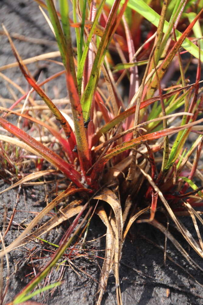 Слика од Juncus planifolius R. Br.