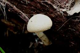 Image of Boletellus dissiliens (Corner) Pegler & T. W. K. Young 1981