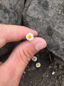 Image of Erigeron leptorhizon DC.