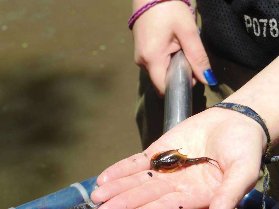 Sivun Triops longicaudatus (Le Conte 1846) kuva