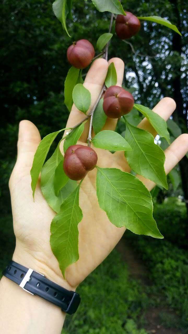 Слика од Sebastiania brasiliensis Spreng.