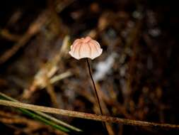 Image of Marasmius crinis-equi F. Muell. ex Kalchbr. 1880