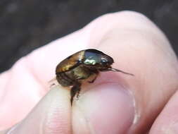 Image of Shining Leaf Chafer