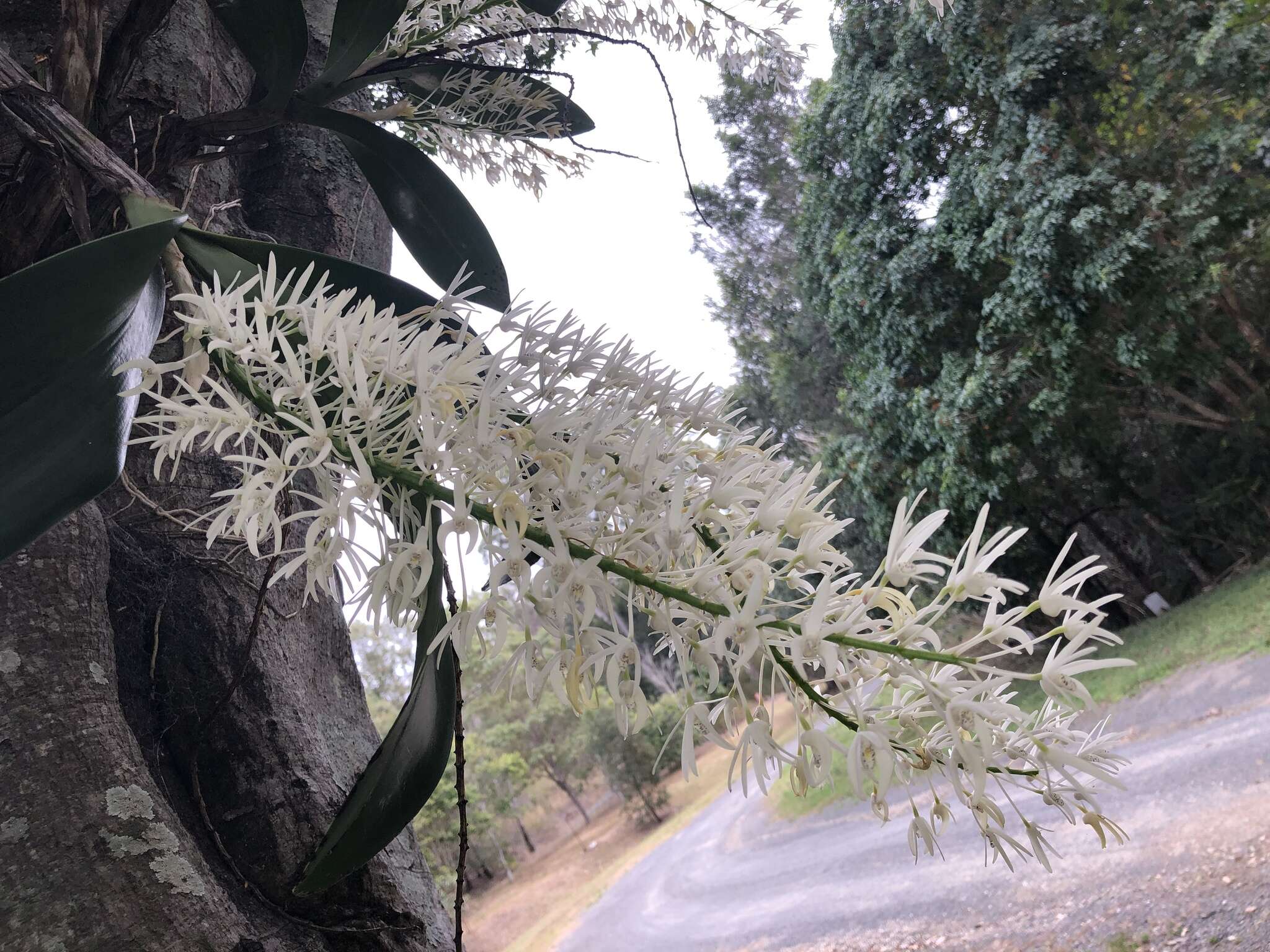 Image of Dendrobium speciosum var. hillii Mast.