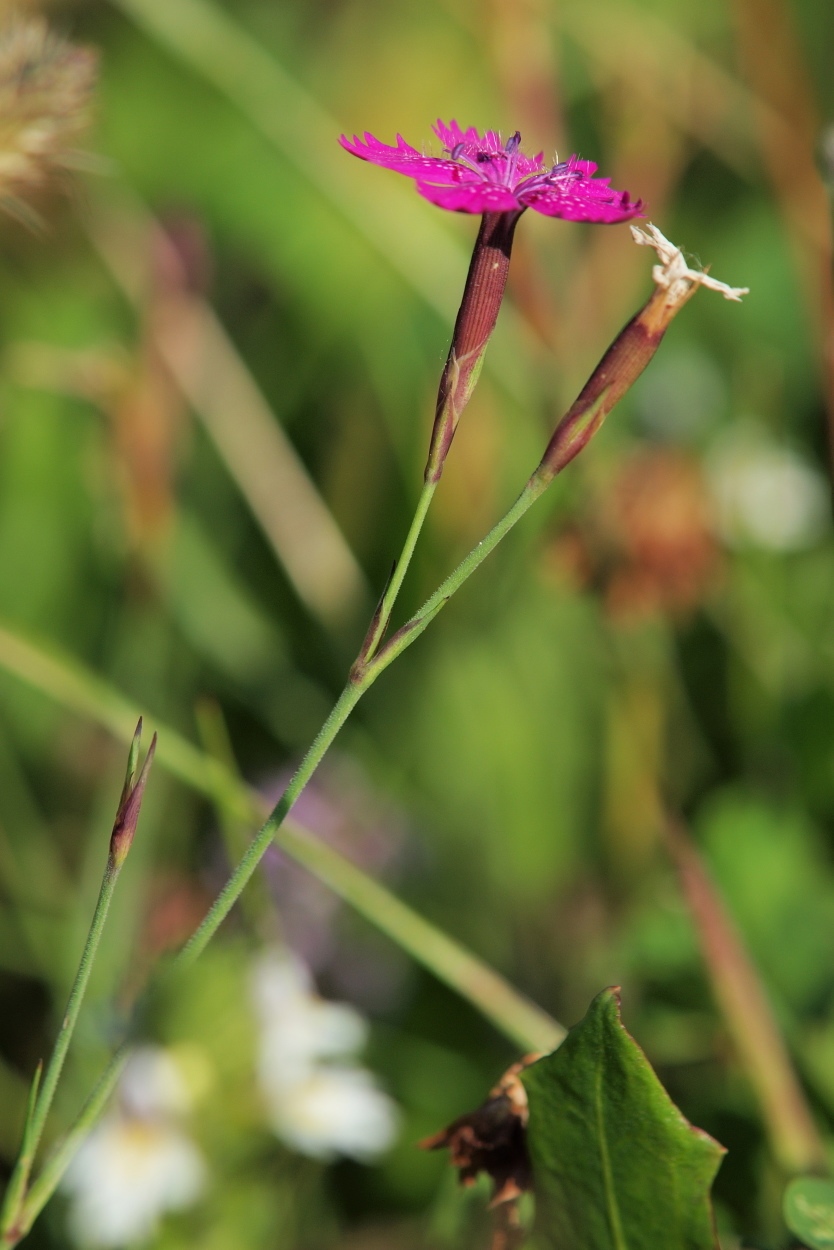 Dianthus deltoides (rights holder: HermannFalkner/sokol)