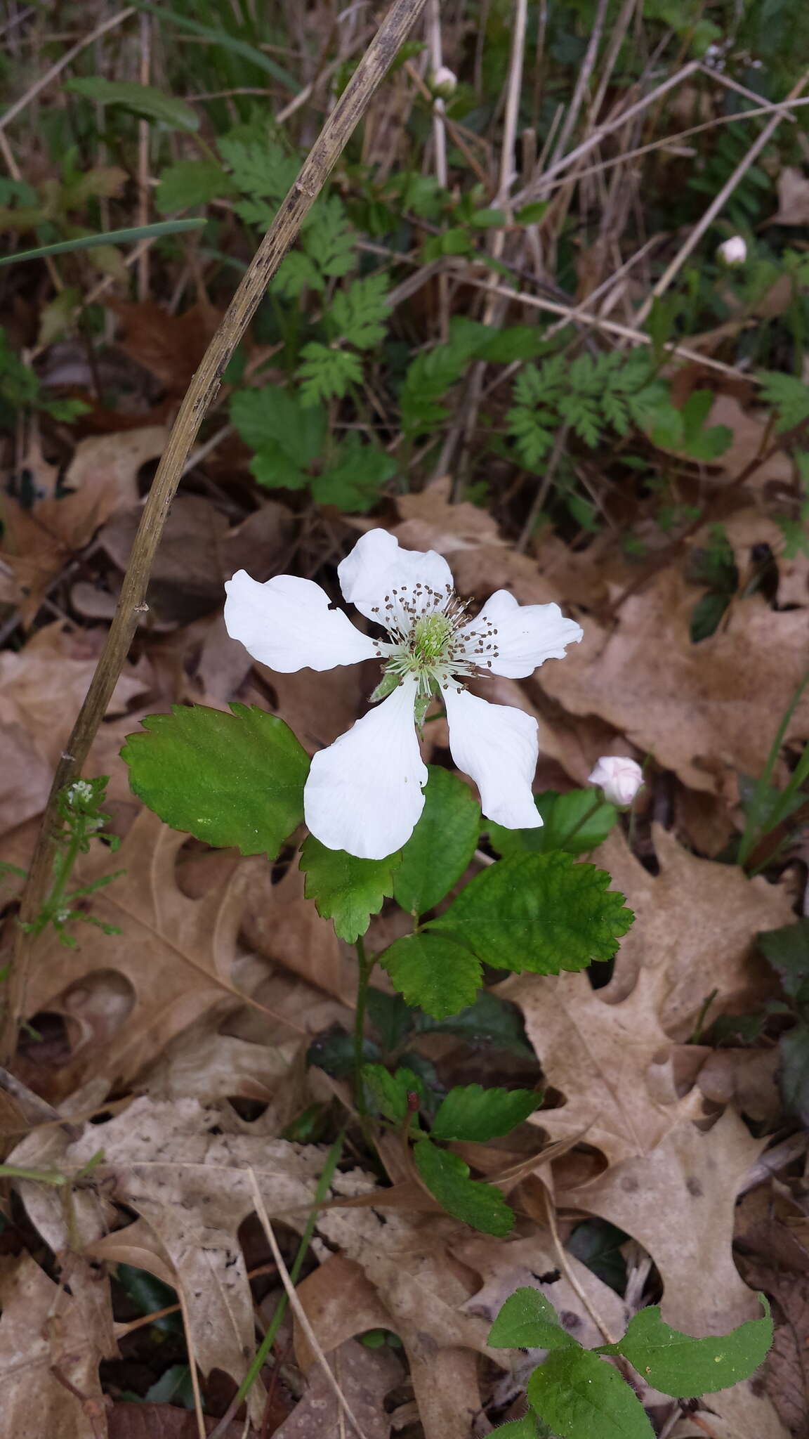 Sivun Rubus trivialis Michx. kuva