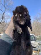 Image of Allegheny Spotted Skunk