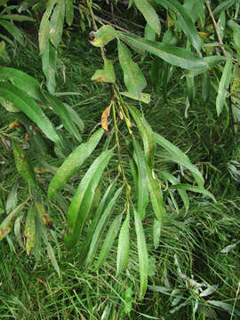 Image de Salix viminalis var. gmelinii (Pall.) Andersson