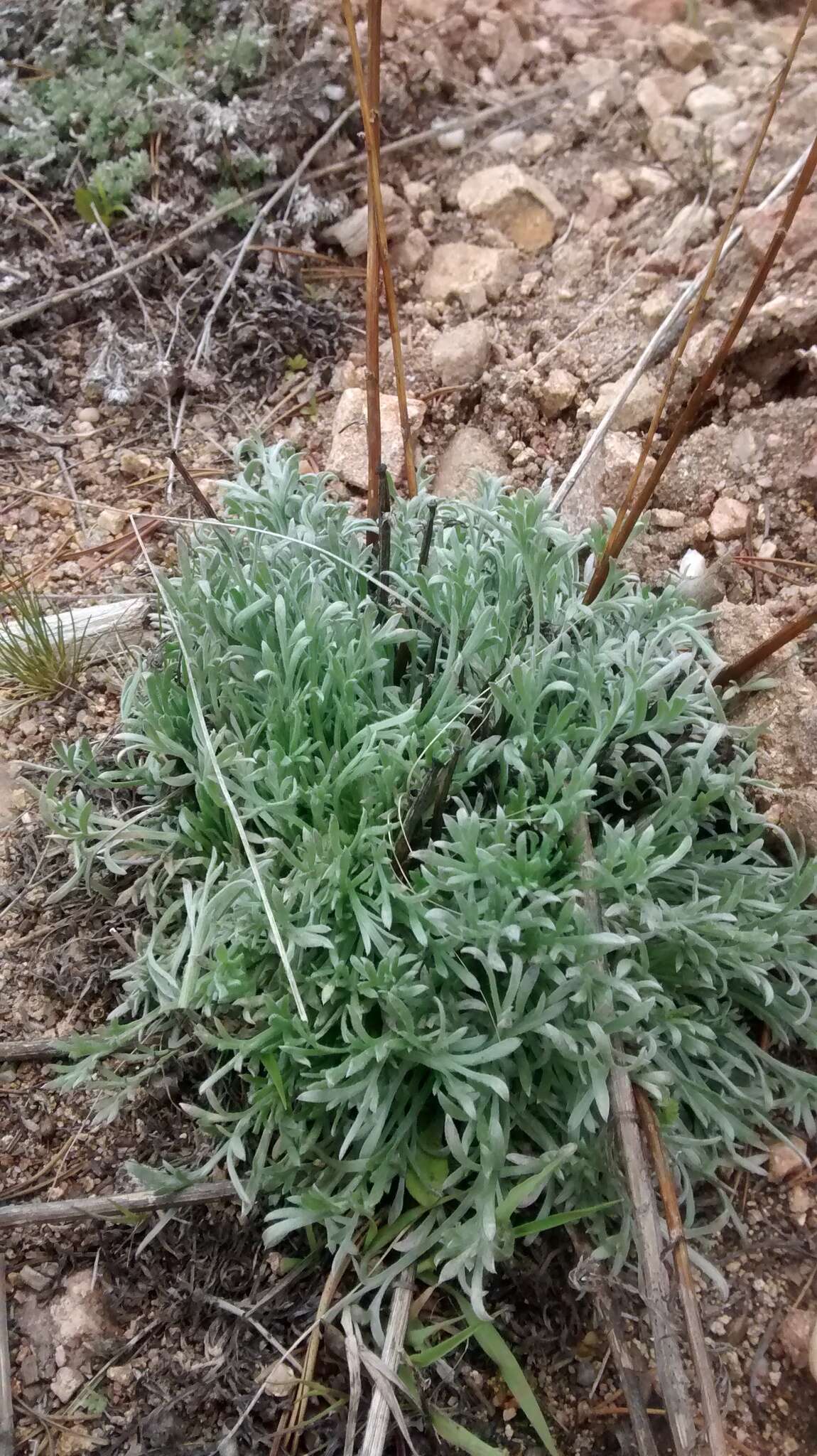 Image of Pacific wormwood