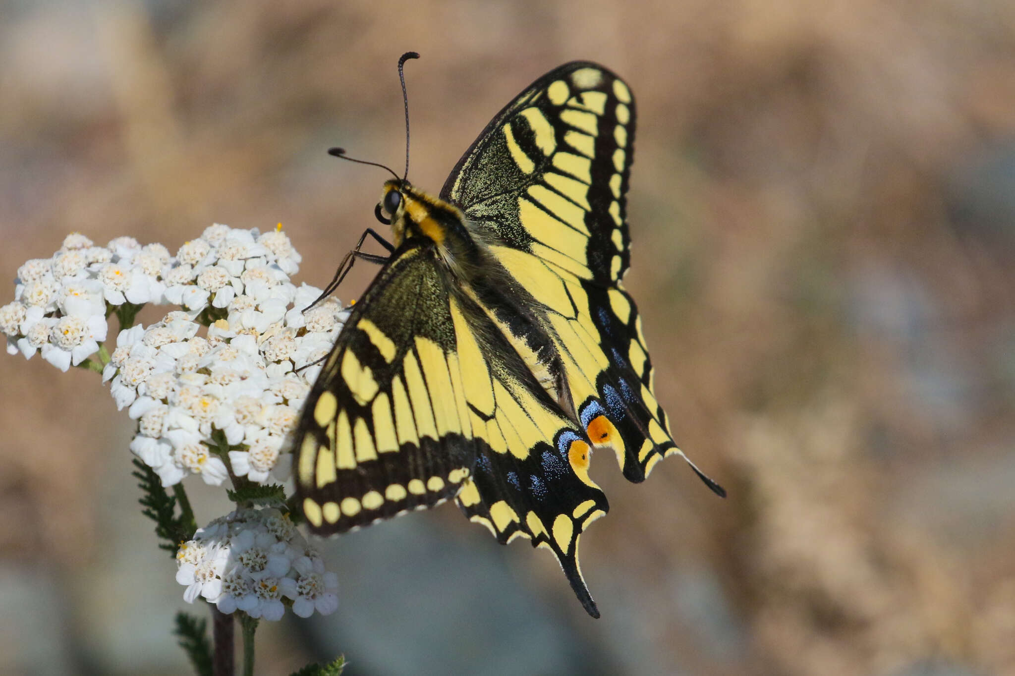 Image of Papilio machaon oregonia W. H. Edwards 1876