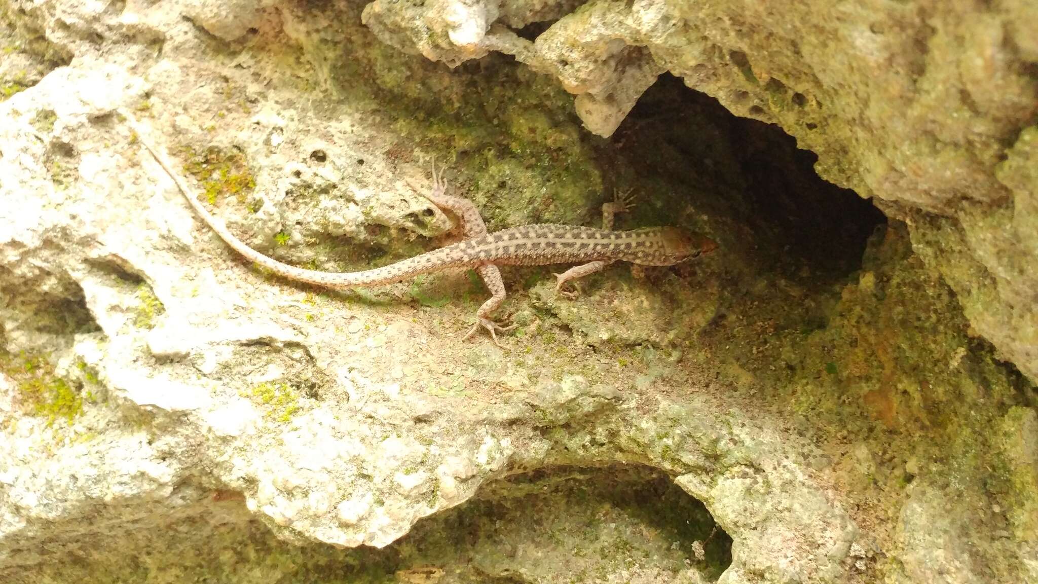 Image of Madrean Tropical Night Lizard