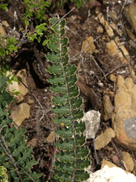 Image of wavy scaly cloakfern