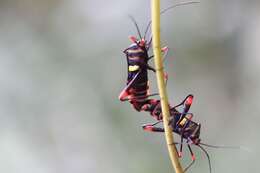 Image of Schaeferocoris ecuadorensis O'Shea 1980